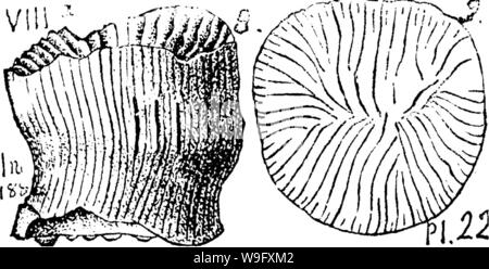 Archive image from page 80 of A dictionary of the fossils