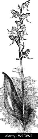 Archive image from page 80 of The orchids of New England;
