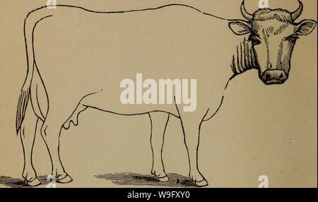 Archive image from page 81 of Cunningham's device for stockmen and. Cunningham's device for stockmen and farmers  cunninghamsdevi00cunn Year: 1882 ( DESCRIPTION Color Marks Weight Stock Photo