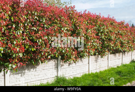 Photinia x fraseir Red Robin showing bright red leaves in early spring and  being used as hedging An evergreen shrub that is frost hjardy Stock Photo -  Alamy