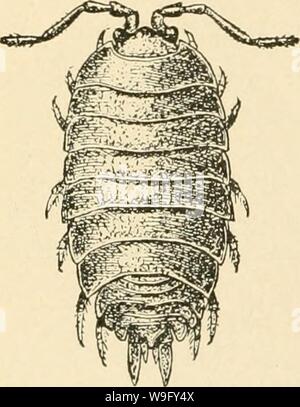 Archive image from page 81 of The cultivated mushroom  (1913) Stock Photo