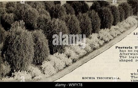 Archive image from page 82 of Currie's farm and garden annual. Currie's farm and garden annual : spring 1914  curriesfarmgarde19curr 11 Year: 1914 ( LIST OF CHOICE FLOWER SEEDS FOR 1914. 77    KOCHIA TRICOPHYLLA. Summer Cypress or Burning Bush. Pkt. A handsome ornamental annual plant, growing easily from Seed sown in the open ground. The plants grow about 3 feet high and are globe- shaped, the stems being covered with slender light green leaves, which change in fall to deep carmine. A grand plant for small hedges or rows on the back of garden borders 10 KENILWORTH IVY. I.inaria Cymbalaria—A ne Stock Photo