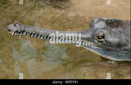 Gharial, Gavialis gangeticus, found on Chambal River, Northern India