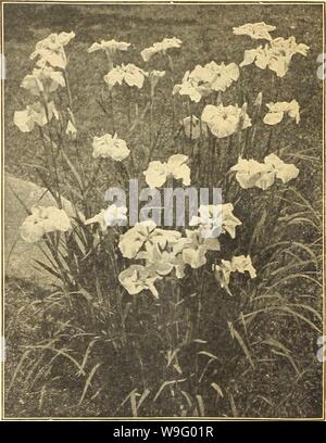 Archive image from page 85 of Currie's farm and garden annual. Currie's farm and garden annual : spring 1921 46th year  curriesfarmgarde19curr 4 Year: 1921 ( LYNCHNIS—Lamp Flower. A charming- border plant, should be in every garden. L. Chalcedonicn—2 feet, July. Large heads of bright scarlet flowers. Each 25c; Galllurdia. per doz $2.50 L. Visearia Splendens—2 feet, June. Double deep-red, fragrant flowers. Splendid sort. Each 30c; per doz $3.00 PANSIES. These immensely popular little plants need no introduction. 'We have for years made a specialty of their culture, producing fine plants in larg Stock Photo