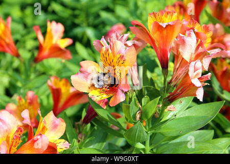 A Buff Tailed Bumblebee collecting nectar and pollen from an Alstroemeria flower. The bee is the largest kind in the U.K. Stock Photo