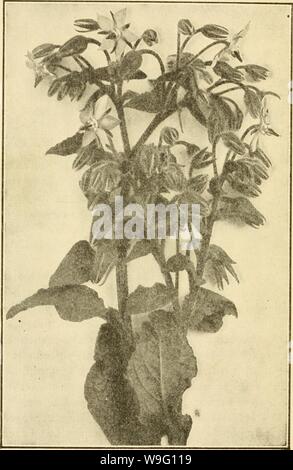 Archive image from page 89 of Culinary herbs; (1912) Stock Photo