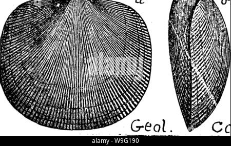 Archive image from page 91 of A dictionary of the fossils