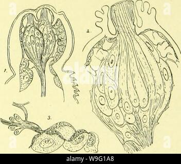 Archive image from page 90 of The anatomy, physiology, morphology and Stock Photo