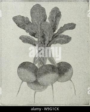 Archive image from page 91 of Currie's garden annual  spring. Currie's garden annual : spring 1931 56th year  curriesgardenann19curr Year: 1931 ( Saxa Radish Sparkler Radish Page Eighty-eight Stock Photo