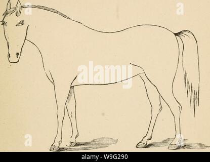 Archive image from page 96 of Cunningham's device for stockmen and. Cunningham's device for stockmen and farmers  cunninghamsdevic00cunn Year: 1882 ( DESCRIPTION Defects. Brand Stock Photo