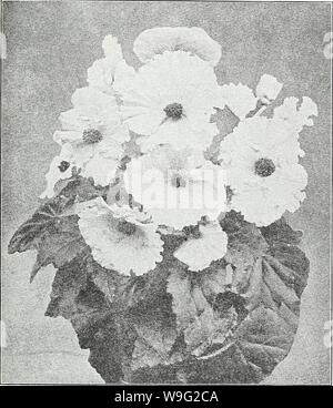 Archive image from page 96 of Currie's garden annual  62nd. Currie's garden annual : 62nd year spring 1937  curriesgardenann19curr 3 Year: 1937 ( CURRIE BROTHERS CO., MILWAUKEE, WIS. Page 93 Miscellaneous Spring Bulbs    Tuberous Rooted Begonia OXALIS (Summer Flowering) Pretty little plants bearing their dainty flowers con- tinuously during the season in white, pink and red. Price of mixed colors, doz., 25c; 100 $1.50 TIGRIDIA (Shell-flower of Mexico) Few flowers are more gorgeously colored or so beautiful. Plant in sunny positions in a flower border in well-drained soil. Put a little sand und