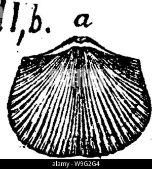 Archive image from page 97 of A dictionary of the fossils