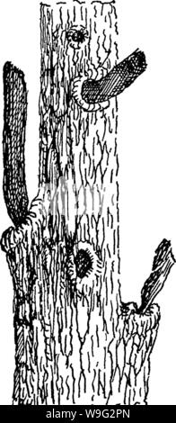 Archive image from page 97 of The care of trees in