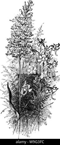 Archive image from page 101 of The orchids of New England;