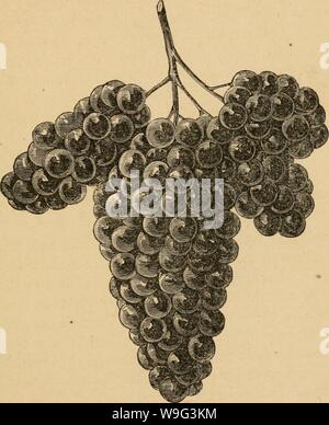 Archive image from page 102 of The cultivation of the native. The cultivation of the native grape  cultivationofnat01husm Year: 1866 ( Fi«. 24. Herbemont.—Berries  diameter, 99 Stock Photo