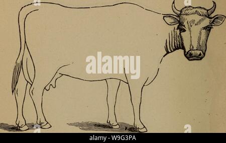 Archive image from page 103 of Cunningham's device for stockmen and. Cunningham's device for stockmen and farmers  cunninghamsdevi00cunn Year: 1882 ( Color Marks DESCRIPTION Weight Stock Photo