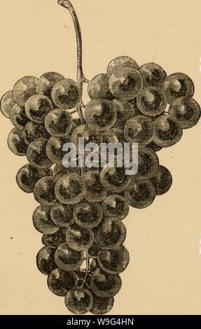 Archive image from page 108 of The cultivation of the native. The cultivation of the native grape  cultivationofnat01husm Year: 1866 ( Fio. 25. Hartford Prolific.—Berries  diameter. 105 Stock Photo