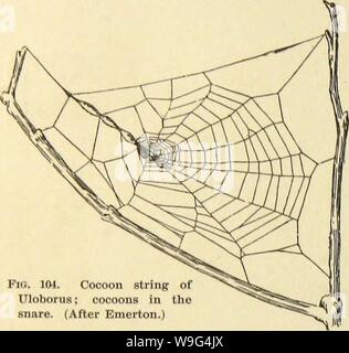 Archive image from page 109 of American spiders and their spinning Stock Photo