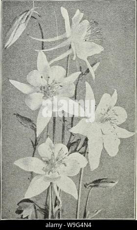 Archive image from page 109 of Currie's garden annual  spring. Currie's garden annual : spring 1931 56th year  curriesgardenann19curr Year: 1931 ( ANCHUSA ITALICA Dropmore Variety—An early and effective border plant, bearing an abundance of rich gentian blue flowers, 4 feet. Price, each, 2Sc; per doz., $2.50. ANEMONE JAPONICA (Japanese Windflower) Valuable for cut flowers, blooming in fall. Alice—Large rosy-pink, lavender center. Queen Charlotte—Semi-double pink. Pulsatilla—Fine cut foliage, flowers violet-purple. 1 foot. Whirlwind—Large, semi-double, pure white. Price, each, 35c; per doz., $3 Stock Photo