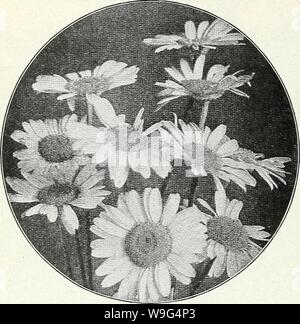 Archive image from page 109 of Currie's garden annual  spring. Currie's garden annual : spring 1931 56th year  curriesgardenann19curr Year: 1931 ( CURRIE BROTHERS CO. MILWAUKEE, WISCONSIN    ANCHUSA ITALICA Dropmore Variety—An early and effective border plant, bearing an abundance of rich gentian blue flowers, 4 feet. Price, each, 2Sc; per doz., $2.50. ANEMONE JAPONICA (Japanese Windflower) Valuable for cut flowers, blooming in fall. Alice—Large rosy-pink, lavender center. Queen Charlotte—Semi-double pink. Pulsatilla—Fine cut foliage, flowers violet-purple. 1 foot. Whirlwind—Large, semi-double Stock Photo