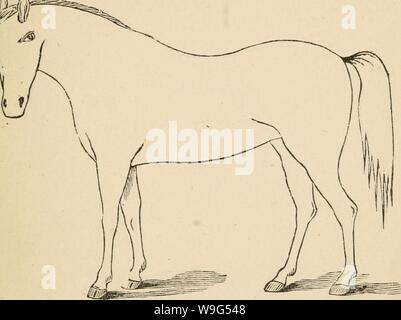 Archive image from page 112 of Cunningham's device for stockmen and. Cunningham's device for stockmen and farmers  cunninghamsdevic00cunn Year: 1882 ( t    DESCRIPTION Defects. Brand Stock Photo