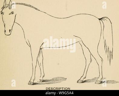 Archive image from page 114 of Cunningham's device for stockmen and. Cunningham's device for stockmen and farmers  cunninghamsdevic00cunn Year: 1882 ( Defects Brand Stock Photo