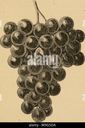 Archive image from page 114 of The cultivation of the native. The cultivation of the native grape  cultivationofnat01husm Year: 1866 ( Fig. 26. Concord.—Berrief&lt; h diameter.. Ill Stock Photo