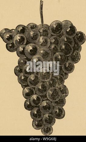 Archive image from page 120 of The cultivation of the native. The cultivation of the native grape  cultivationofnat01husm Year: 1866 ( Fig. 27. Creveling.—Berries  diameter. 117 Stock Photo
