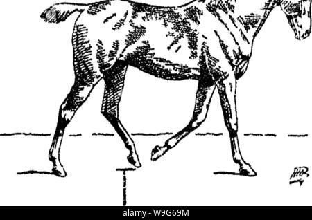 Archive image from page 121 of Points of the horse; a Stock Photo