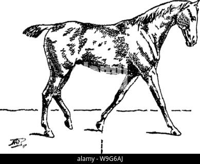 Archive image from page 121 of Points of the horse; a Stock Photo