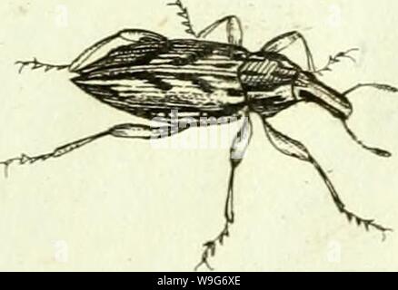 Archive image from page 126 of [Curculionidae] (1800)