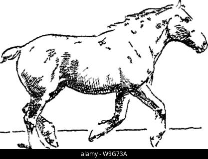 Archive image from page 126 of Points of the horse; a