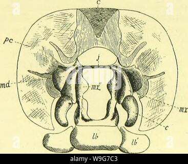 Archive image from page 129 of The anatomy, physiology, morphology and. The anatomy, physiology, morphology and development of the blow-fly (Calliphora erythrocephala.) A study in the comparative anatomy and morphology of insects; with plates and illustrations executed directly from the drawings of the author;  CUbiodiversity4765349-9885 Year: 1890 ( io8 THE INTEGUMENTAL SKELETON OF THE IMAGO. departure from his assumptions has found a place in recognised text-books on morphology. Balfour [43, vol. i., p. 408], however, says ' the antennas can hardly be considered to have the same morphologica Stock Photo