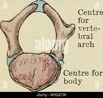 Archive image from page 137 of Cunningham's Text-book of anatomy (1914). Cunningham's Text-book of anatomy  cunninghamstextb00cunn Year: 1914 ( 104 OSTEOLOGY. or seven cartilaginous ribs. Paterson, on the other hand, regards the sternum as arising independently of the ribs by the union of a right and left sternal bar in the median ventral hue. There are also reasons for supposing that the presternum is intimately associated with the development of the ventral part of the shoulder girdle. Ossification of the Vertebrae.—The vertebrae are developed by ossification of the cartilage which surrounds Stock Photo