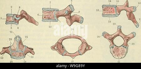 . Cunningham's Text-book of anatomy. Anatomy. 138 OSTEOLOGY. below in ...