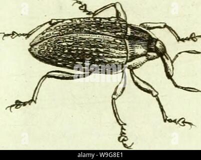 Archive image from page 140 of [Curculionidae] (1800) Stock Photo