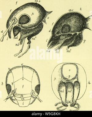 Archive image from page 141 of The anatomy, physiology, morphology and