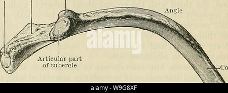 Archive image from page 143 of Cunningham's Text-book of anatomy (1914). Cunningham's Text-book of anatomy  cunninghamstextb00cunn Year: 1914 ( 110 OSTEOLOGY.    the seventh and eighth, which are usually the longest, are from two and a half to three times the length of the first and twelfth ribs respectively. The shafts are curved so as to adapt them to the form of the thoracic wall. More acute in the upper members of the series, where the shafts are shorter, the curve opens out in the middle and lower parts of the thorax, where the diameters of that cavity are greater. The curve, however, is Stock Photo