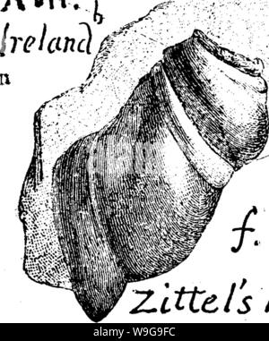Archive image from page 150 of A dictionary of the fossils Stock Photo