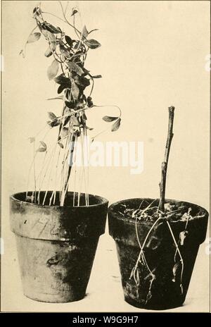 Archive image from page 150 of The culture and diseases of. The culture and diseases of the sweet pea  culturediseaseso01taub Year: 1917 ( Fig. ii.— Fusarium Wilt or Root Rot. At left, healthy plant; at right, infected. Stock Photo