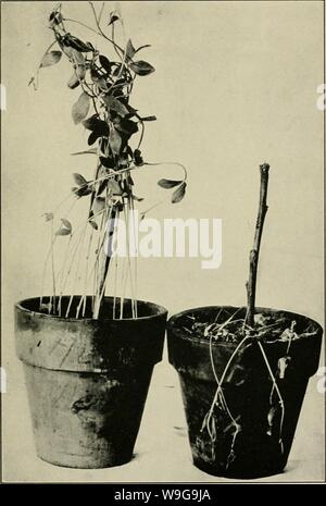Archive image from page 150 of The culture and diseases of Stock Photo