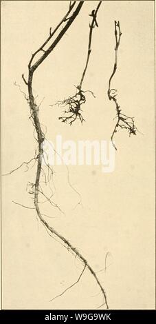 Archive image from page 155 of The culture and diseases of. The culture and diseases of the sweet pea  culturediseaseso01taub Year: 1917 ( Fig. 12.—Root Rot caused by Thielavia. Roots of diseased and healthy plants of the same age compared.