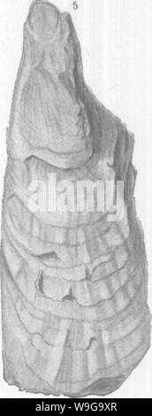 Archive image from page 155 of Mollusca and Crustacea of the