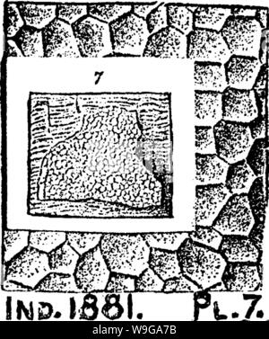 Archive image from page 159 of A dictionary of the fossils