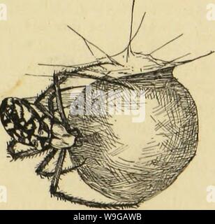 Archive image from page 166 of American spiders and their spinning Stock Photo