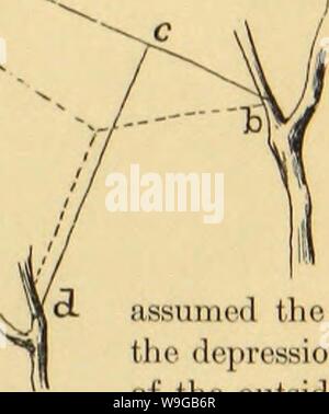 Archive image from page 168 of American spiders and their spinning