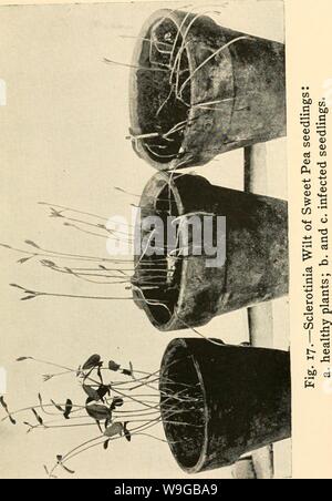 Archive image from page 168 of The culture and diseases of. The culture and diseases of the sweet pea  culturediseaseso01taub Year: 1917 (