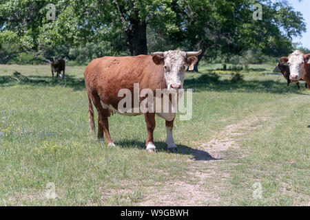 Cows on a Farm Stock Photo