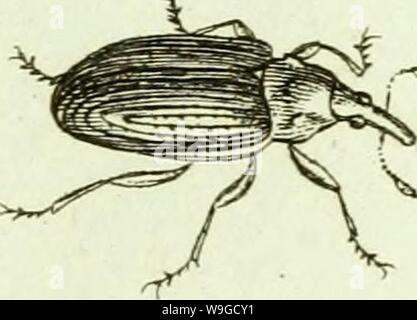 Archive image from page 184 of [Curculionidae] (1800) Stock Photo