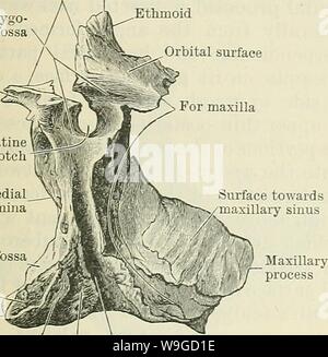 Archive image from page 184 of Cunningham's Text-book of anatomy (1914). Cunningham's Text-book of anatomy  cunninghamstextb00cunn Year: 1914 ( THE PALATE BONES. 151 The pars horizontalis (horizontal part) has two surfaces and four borders. As its name implies, it is horizontal in position, and forms the posterior third of the hard palate. Its superior surface, which is smooth, is slightly concave from side to side, and forms the floor of the posterior part of the nasal cavity. Its inferior surface, rougher, is directed towards the mouth, and, near its posterior edge, often displays a transver Stock Photo